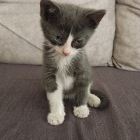 Acil yuva aranıyor 🐾