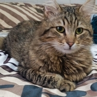 Kısır kucak delisi erkek kedi acill yuva