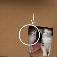 🐾🏡  Çok acil! Bir Cana yuva olmak ister misiniz?