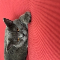 Ücretsiz british shorthair