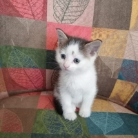 2 aylık p..