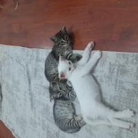 Cana yakı..