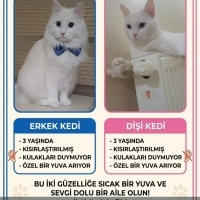 Cinsleri..