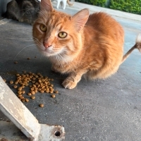 Kedi sahi..