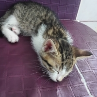 🐾 ACİL K..