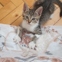 Evine Neş..