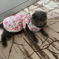Çok nayif..