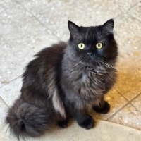 Sevgi del..