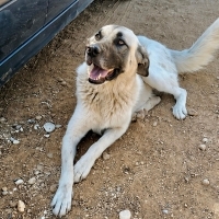 PAŞA'NIN..