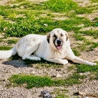 PAŞA'NIN..