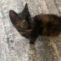 Calico Mo..
