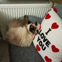 kedimi sa..