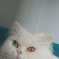 Şekere ye..