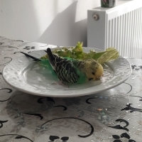 Boncuğa y..