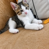 Çok tatlı..