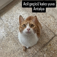 Mucize kı..