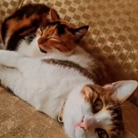 Çok acil..