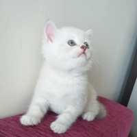 Saf Kan 2..
