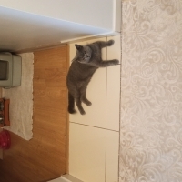 Erkek kıs..
