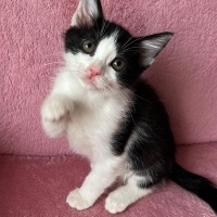 🎀 Minik..