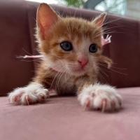 Minik Sar..