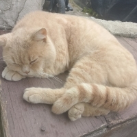 Sokağa at..