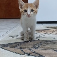 Ömürlük y..