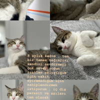 Temas bağ..