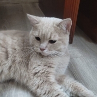 Bal oğlan..