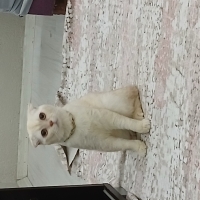 Acill oğl..