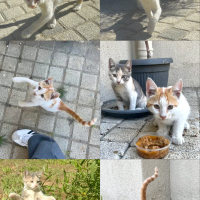 Oyuncu kl..