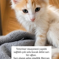Mercan yu..