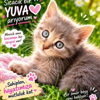 Pamuk gibi gri yavru kediye sıcak yuva
