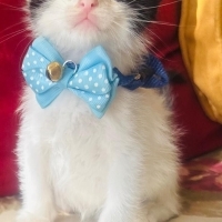 Birbucuk..