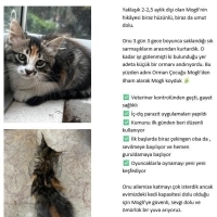 Mogli yuv..