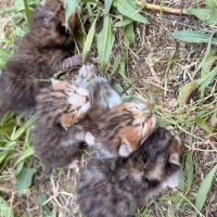 Acil acil acil süt anne lütfen yardıma ihtiyaç