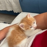Oyuncu ço..