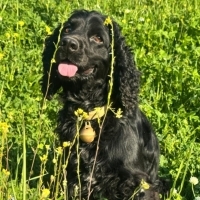 🐾 Ömürlü..