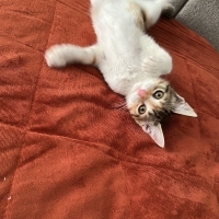 Şans kedi..