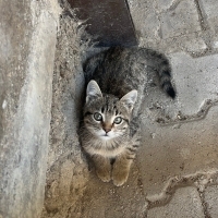 Minik kız..