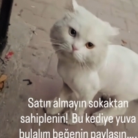 BRİTİSH-VAN MELEZİ ACİİLL..!!