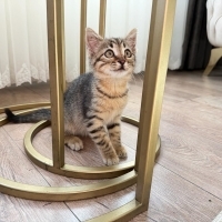 Kedi Sahi..