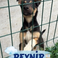 Yakışıklı..