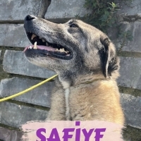 Safiyemiz..