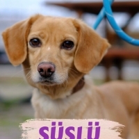 Süslü yuv..