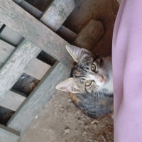 Tekir, Sa..