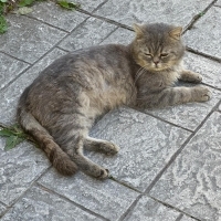 Sokağa at..