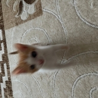 Ömürlük Y..