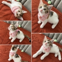 Çerez beb..