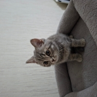 Kedi sahi..